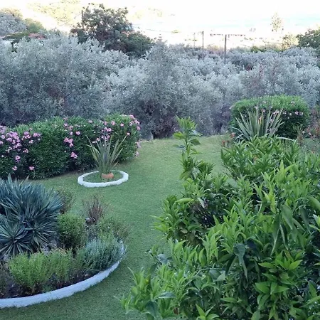 Olive Grove Apartment